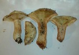Russula densifolia image