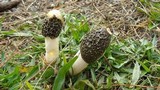 Phallus hadriani image