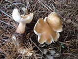 Rhodocollybia butyracea image
