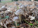 Mycena griseoviridis image