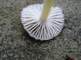 Mycena griseoviridis image