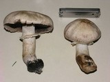 Agaricus californicus image