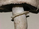 Agaricus californicus image