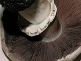 Agaricus californicus image