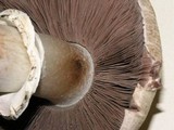 Agaricus californicus image