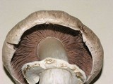 Agaricus californicus image