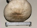 Agaricus californicus image