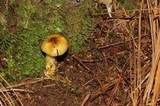 Hygrophorus hypothejus image