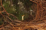 Hygrophorus hypothejus image