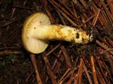 Hygrophorus hypothejus image