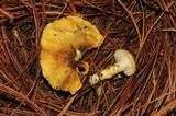 Hygrophorus hypothejus image