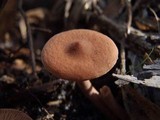 Lactarius camphoratus image