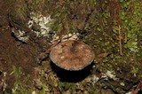 Tricholoma terreum image