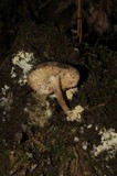 Tricholoma terreum image