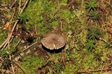 Tricholoma terreum image