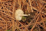 Tricholoma terreum image