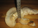 Neolentinus lepideus image