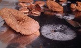 Lactarius camphoratus image
