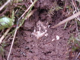 Tuber gibbosum image
