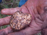 Tuber gibbosum image
