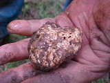 Tuber gibbosum image