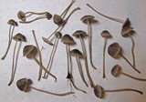 Mycena aetites image