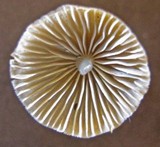 Mycena aetites image