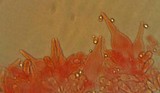 Mycena aetites image