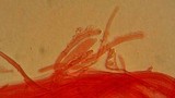 Mycena aetites image