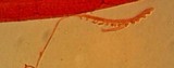 Mycena aetites image
