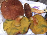Boletus subtomentosus image