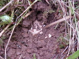 Tuber gibbosum image