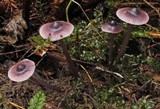 Mycena pura image