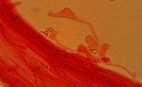 Mycena pura image