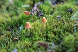 Galerina evelata image
