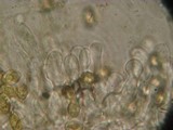 Galerina evelata image