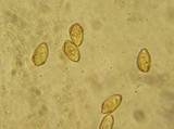 Galerina evelata image