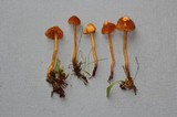 Galerina nigripes image