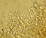 Galerina nigripes image