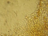 Galerina nigripes image
