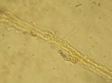 Galerina nigripes image