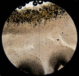 Hygrophorus chrysodon image