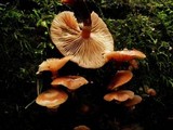 Armillaria nabsnona image