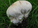 Lycoperdon pratense image