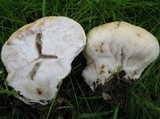 Lycoperdon pratense image