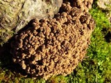 Ionomidotis irregularis image