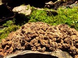 Ionomidotis irregularis image