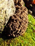 Ionomidotis irregularis image