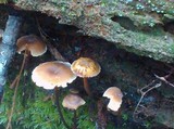 Xeromphalina cauticinalis image