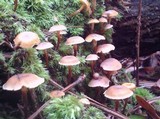 Xeromphalina cauticinalis image